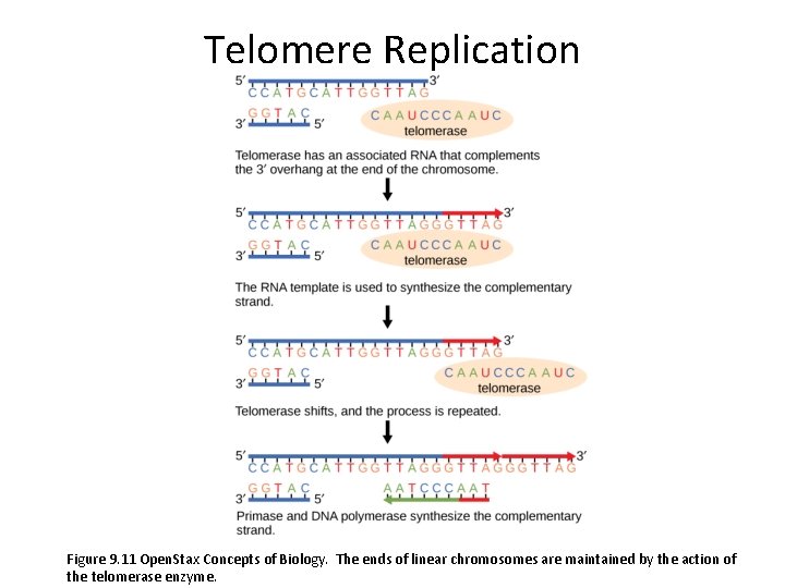 Telomere Replication Figure 9. 11 Open. Stax Concepts of Biology. The ends of linear