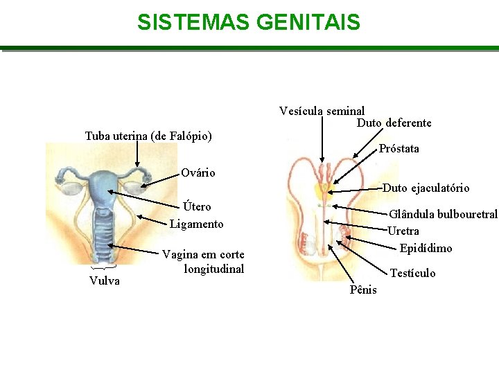 SISTEMAS GENITAIS Tuba uterina (de Falópio) Vesícula seminal Duto deferente Próstata Ovário Duto ejaculatório