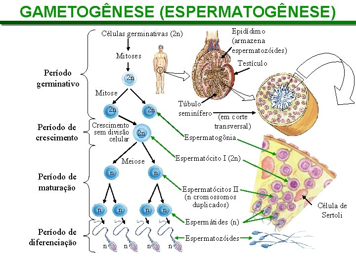 GAMETOGÊNESE (ESPERMATOGÊNESE) Células germinativas (2 n) Mitoses Período germinativo Epidídimo (armazena espermatozóides) Testículo 2