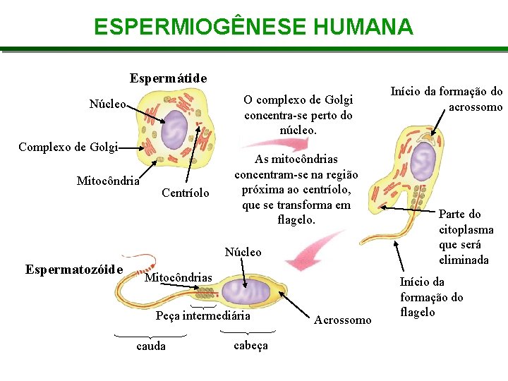 ESPERMIOGÊNESE HUMANA Espermátide O complexo de Golgi concentra-se perto do núcleo. Núcleo Complexo de