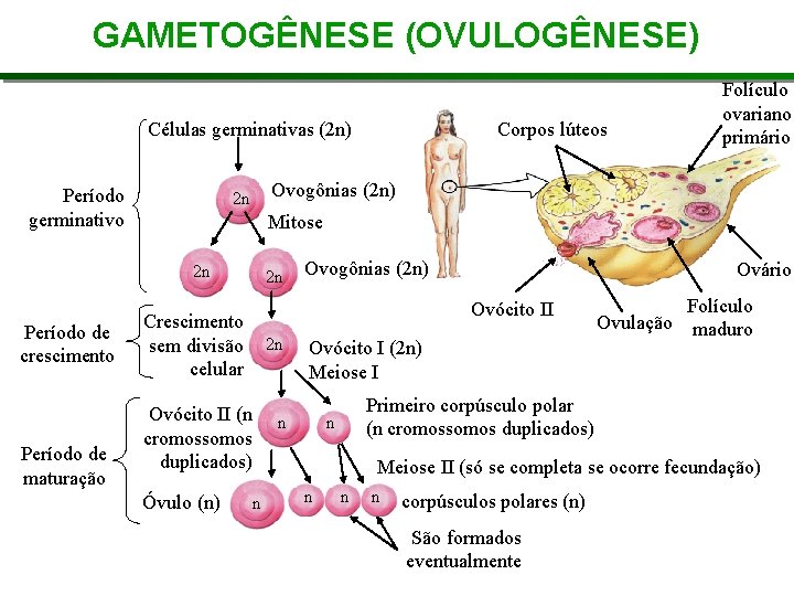 GAMETOGÊNESE (OVULOGÊNESE) Células germinativas (2 n) Período germinativo Ovogônias (2 n) 2 n Mitose