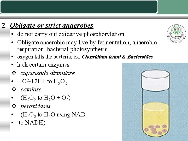 2 - Obligate or strict anaerobes • do not carry out oxidative phosphorylation •