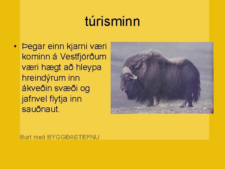 túrisminn • Þegar einn kjarni væri kominn á Vestfjörðum væri hægt að hleypa hreindýrum