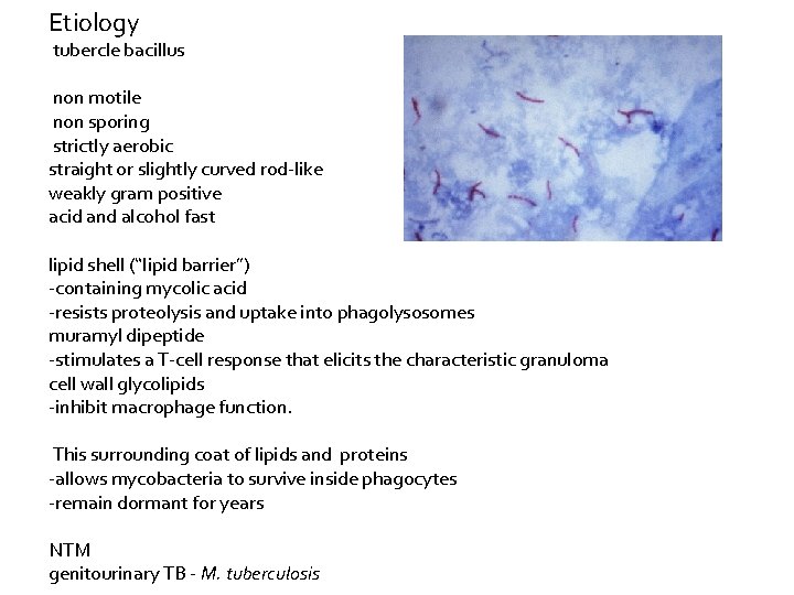 Etiology tubercle bacillus non motile non sporing strictly aerobic straight or slightly curved rod-like