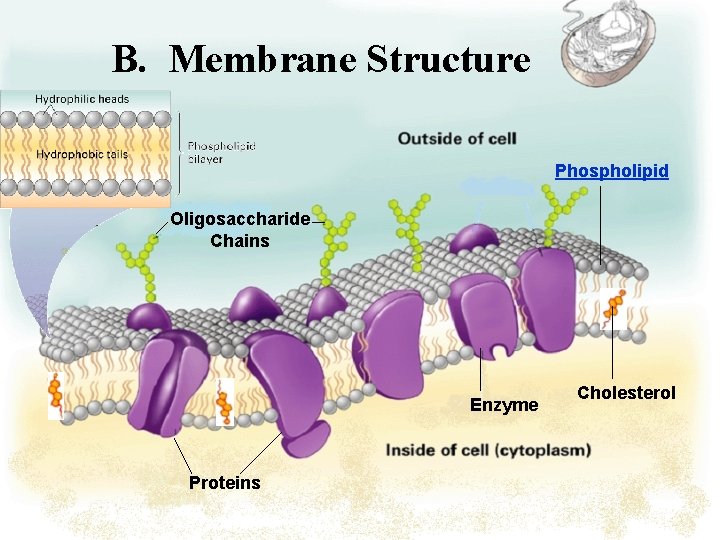 B. Membrane Structure Phospholipid Oligosaccharide Chains Enzyme Proteins Cholesterol 