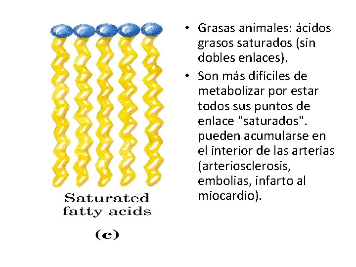 • Grasas animales: ácidos grasos saturados (sin dobles enlaces). • Son más difíciles • Grasas animales: ácidos grasos saturados (sin dobles enlaces). • Son más difíciles