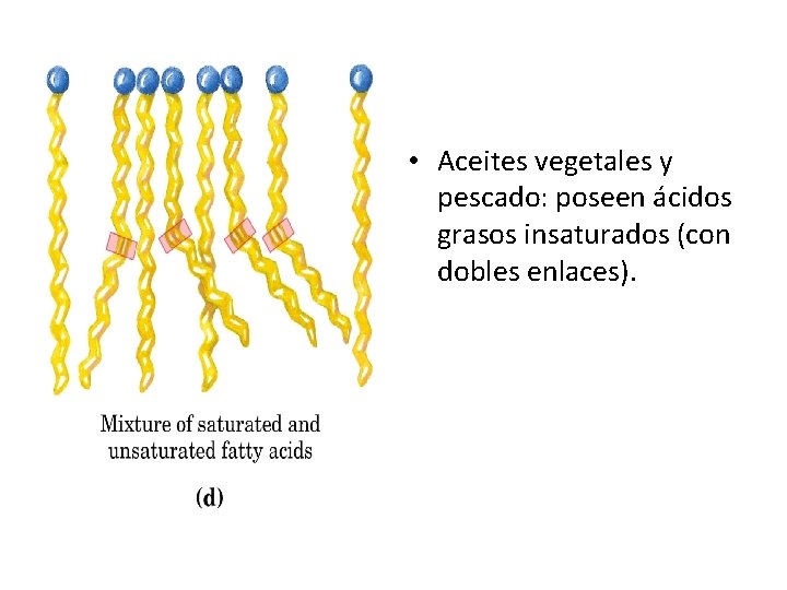 • Aceites vegetales y pescado: poseen ácidos grasos insaturados (con dobles enlaces). • Aceites vegetales y pescado: poseen ácidos grasos insaturados (con dobles enlaces).
