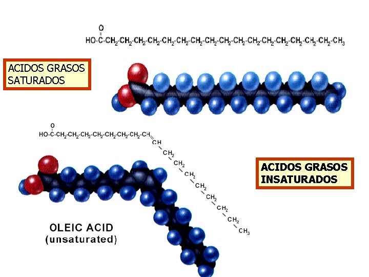 ACIDOS GRASOS SATURADOS ACIDOS GRASOS INSATURADOS ACIDOS GRASOS SATURADOS ACIDOS GRASOS INSATURADOS
