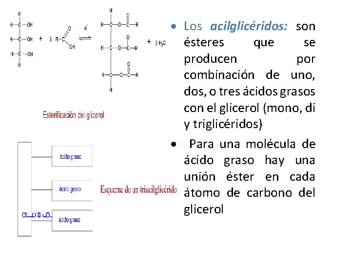 Los acilglicéridos: son ésteres que se producen por combinación de uno, dos, o Los acilglicéridos: son ésteres que se producen por combinación de uno, dos, o