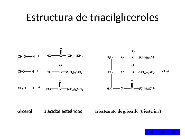 Estructura de triacilgliceroles Glicerol 3 ácidos esteáricos Triestearato de glicerilo (triesterina) Estructura de triacilgliceroles Glicerol 3 ácidos esteáricos Triestearato de glicerilo (triesterina)