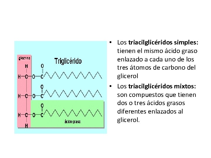 • Los triacilglicéridos simples: tienen el mismo ácido graso enlazado a cada uno • Los triacilglicéridos simples: tienen el mismo ácido graso enlazado a cada uno
