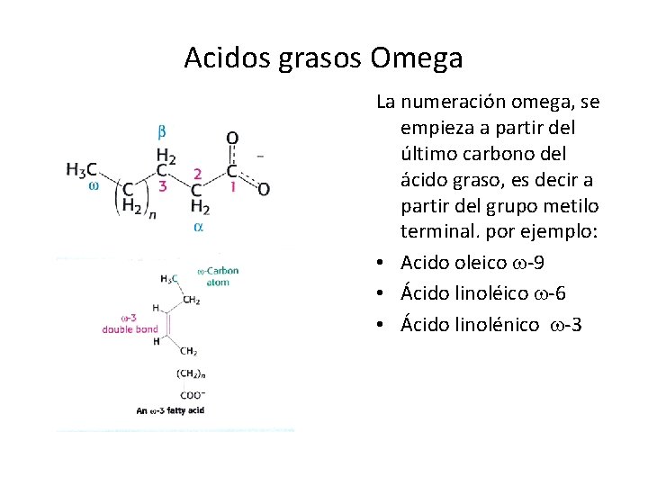 Acidos grasos Omega La numeración omega, se empieza a partir del último carbono del Acidos grasos Omega La numeración omega, se empieza a partir del último carbono del