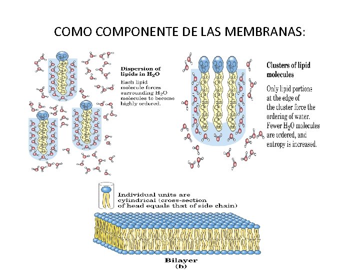 COMO COMPONENTE DE LAS MEMBRANAS: COMO COMPONENTE DE LAS MEMBRANAS: