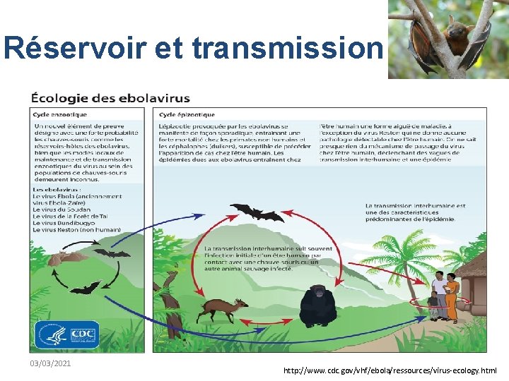 Réservoir et transmission 03/03/2021 http: //www. cdc. gov/vhf/ebola/ressources/virus-ecology. html 