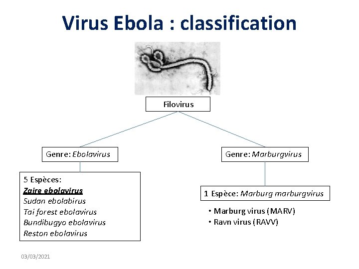 Virus Ebola : classification Filovirus Genre: Ebolavirus 5 Espèces: Zaire ebolavirus Sudan ebolabirus Tai