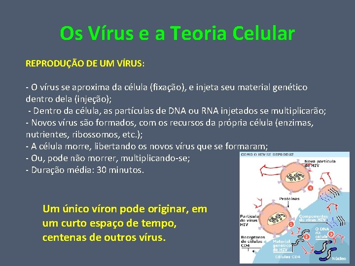Os Vírus e a Teoria Celular REPRODUÇÃO DE UM VÍRUS: - O vírus se