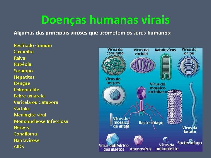 Doenças humanas virais Algumas das principais viroses que acometem os seres humanos: Resfriado Comum