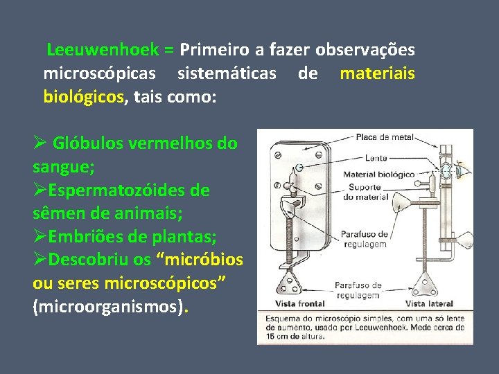  Leeuwenhoek = Primeiro a fazer observações microscópicas sistemáticas de materiais biológicos, tais como: