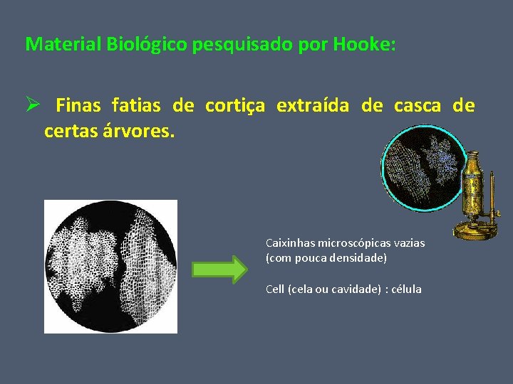 Material Biológico pesquisado por Hooke: Ø Finas fatias de cortiça extraída de casca de