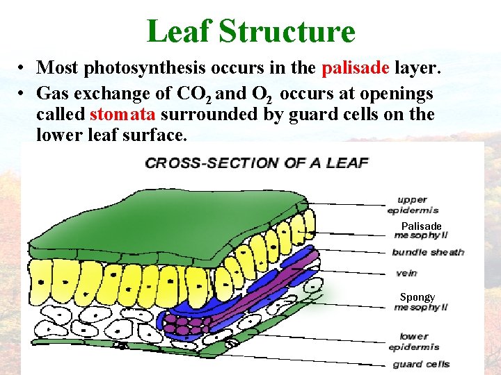 Leaf Structure • Most photosynthesis occurs in the palisade layer. • Gas exchange of