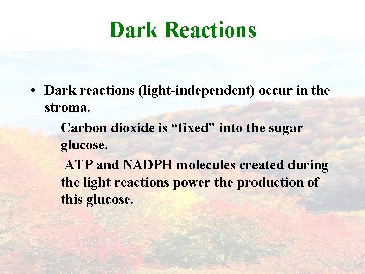 Dark Reactions • Dark reactions (light-independent) occur in the stroma. – Carbon dioxide is