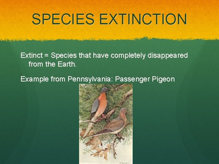 SPECIES EXTINCTION Extinct = Species that have completely disappeared from the Earth. Example from