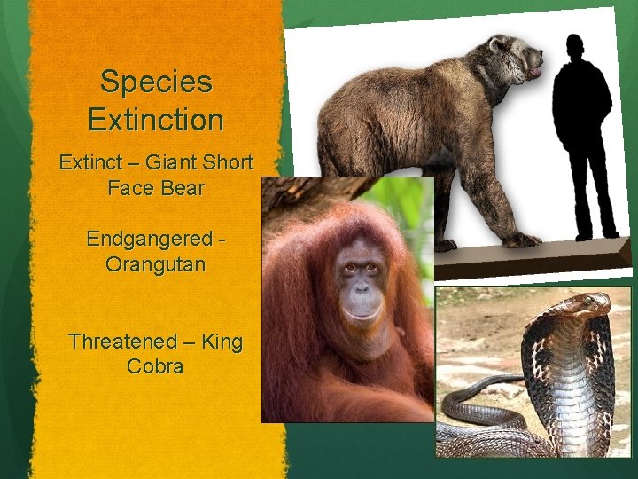 Species Extinction Extinct – Giant Short Face Bear Endgangered Orangutan Threatened – King Cobra