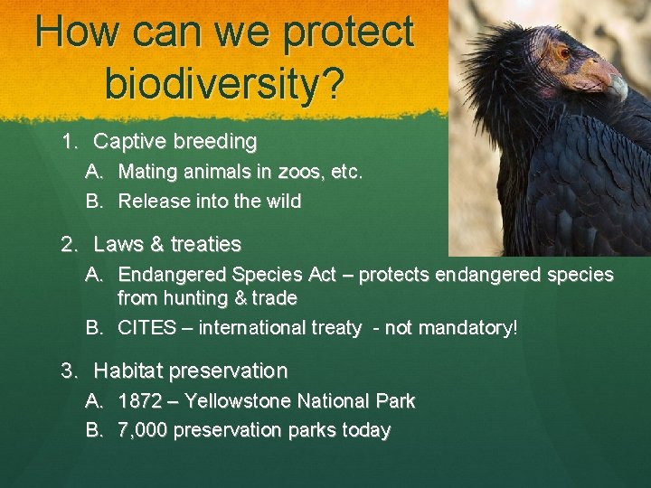 How can we protect biodiversity? 1. Captive breeding A. Mating animals in zoos, etc.