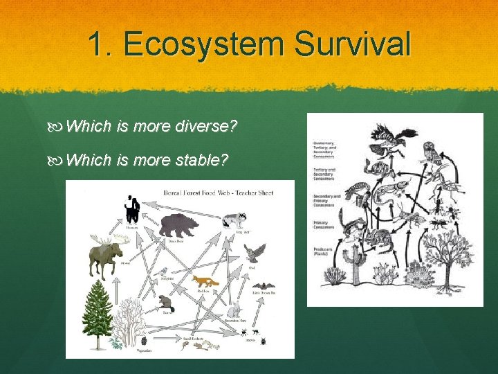 1. Ecosystem Survival Which is more diverse? Which is more stable? 