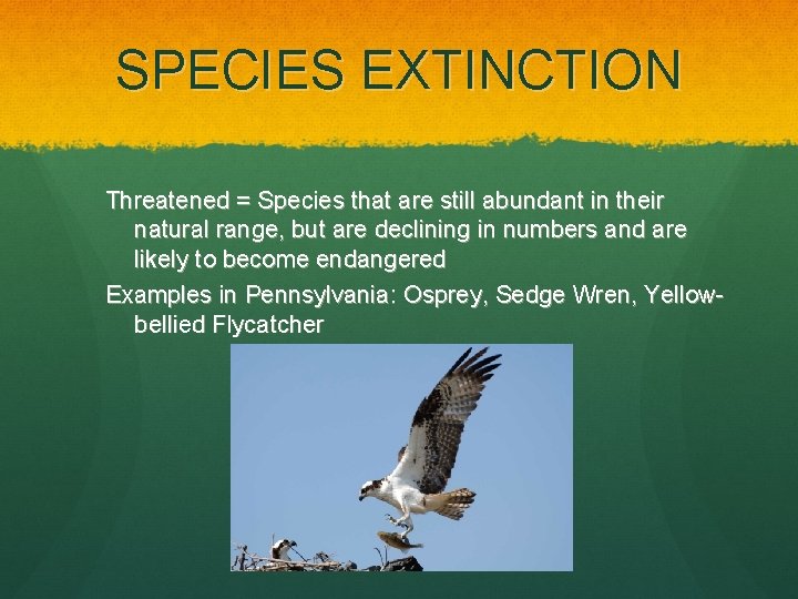 SPECIES EXTINCTION Threatened = Species that are still abundant in their natural range, but