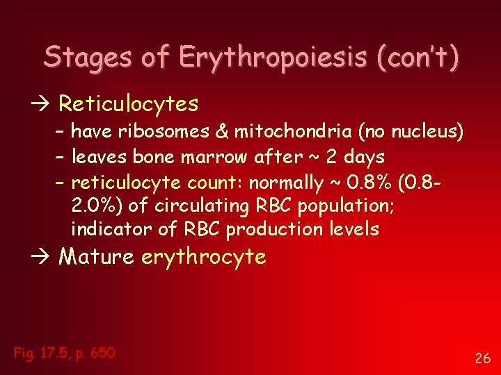 Stages of Erythropoiesis (con’t) Reticulocytes – have ribosomes & mitochondria (no nucleus) – leaves Stages of Erythropoiesis (con’t) Reticulocytes – have ribosomes & mitochondria (no nucleus) – leaves