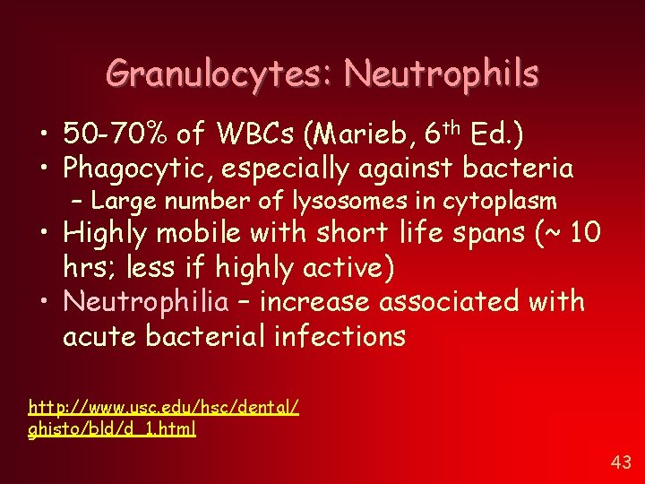 Granulocytes: Neutrophils • 50 -70% of WBCs (Marieb, 6 th Ed. ) • Phagocytic, Granulocytes: Neutrophils • 50 -70% of WBCs (Marieb, 6 th Ed. ) • Phagocytic,