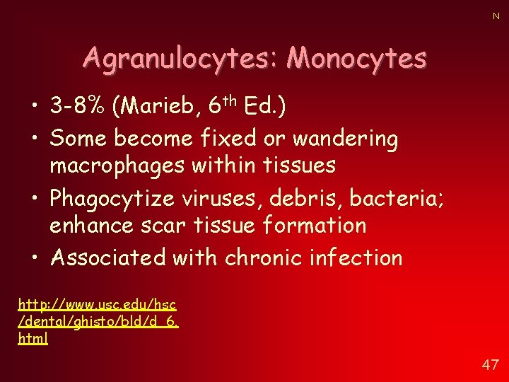 N Agranulocytes: Monocytes • 3 -8% (Marieb, 6 th Ed. ) • Some become N Agranulocytes: Monocytes • 3 -8% (Marieb, 6 th Ed. ) • Some become