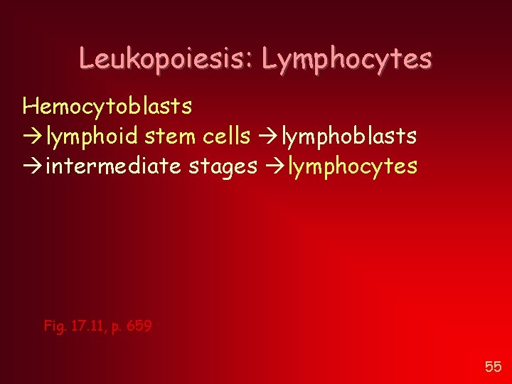 Leukopoiesis: Lymphocytes Hemocytoblasts lymphoid stem cells lymphoblasts intermediate stages lymphocytes Fig. 17. 11, p. Leukopoiesis: Lymphocytes Hemocytoblasts lymphoid stem cells lymphoblasts intermediate stages lymphocytes Fig. 17. 11, p.