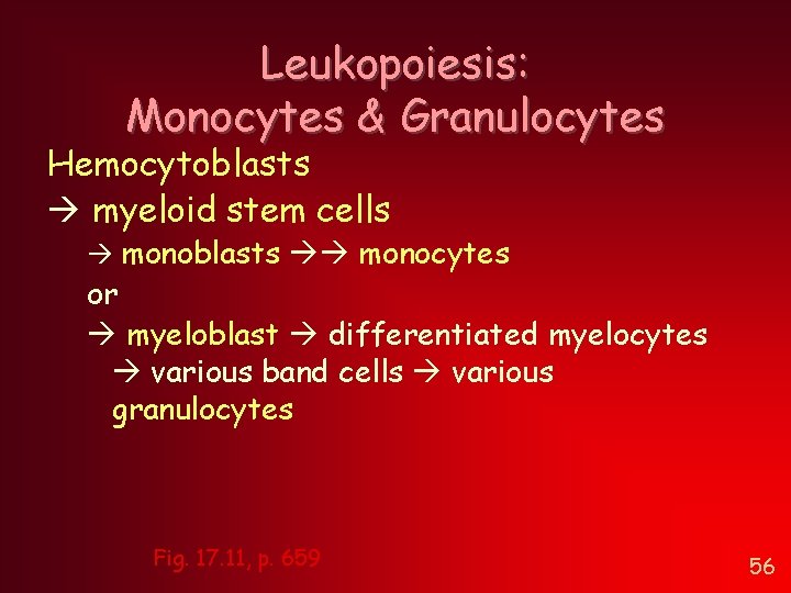Leukopoiesis: Monocytes & Granulocytes Hemocytoblasts myeloid stem cells monoblasts monocytes or myeloblast differentiated myelocytes Leukopoiesis: Monocytes & Granulocytes Hemocytoblasts myeloid stem cells monoblasts monocytes or myeloblast differentiated myelocytes