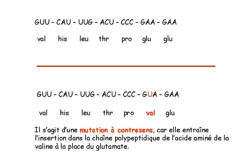 GUU – CAU – UUG – ACU – CCC – GAA val his leu