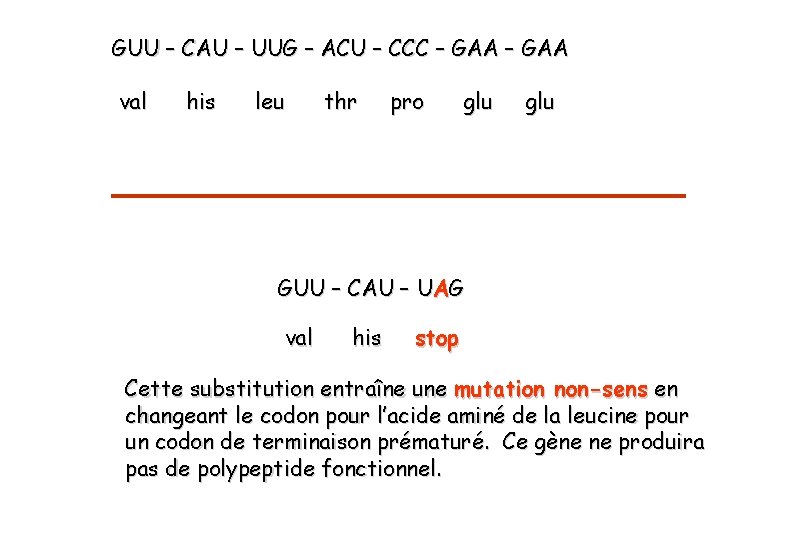 GUU – CAU – UUG – ACU – CCC – GAA val his leu