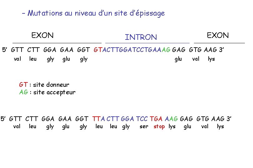 – Mutations au niveau d’un site d’épissage EXON INTRON 5’ GTT CTT GGA GAA