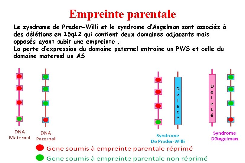 Empreinte parentale Le syndrome de Prader-Willi et le syndrome d’Angelman sont associés à des