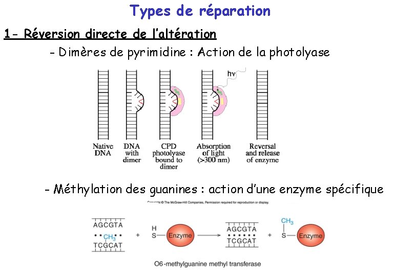 Types de réparation 1 - Réversion directe de l’altération - Dimères de pyrimidine :