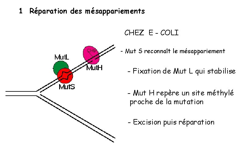 1 Réparation des mésappariements CHEZ E - COLI - Mut S reconnaît le mésappariement