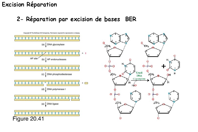 Excision Réparation 2 - Réparation par excision de bases BER 