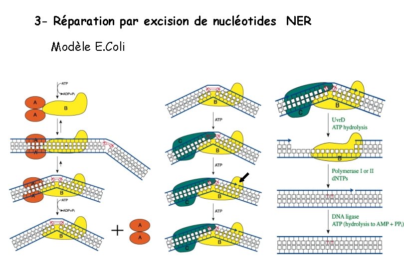 3 - Réparation par excision de nucléotides NER Modèle E. Coli 