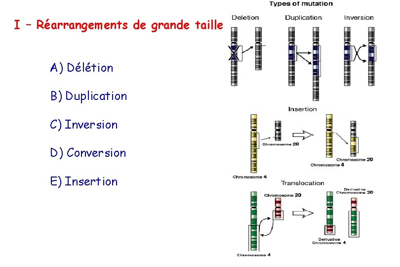 I – Réarrangements de grande taille A) Délétion B) Duplication C) Inversion D) Conversion