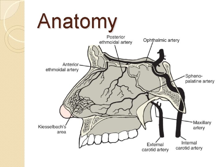 Anatomy 