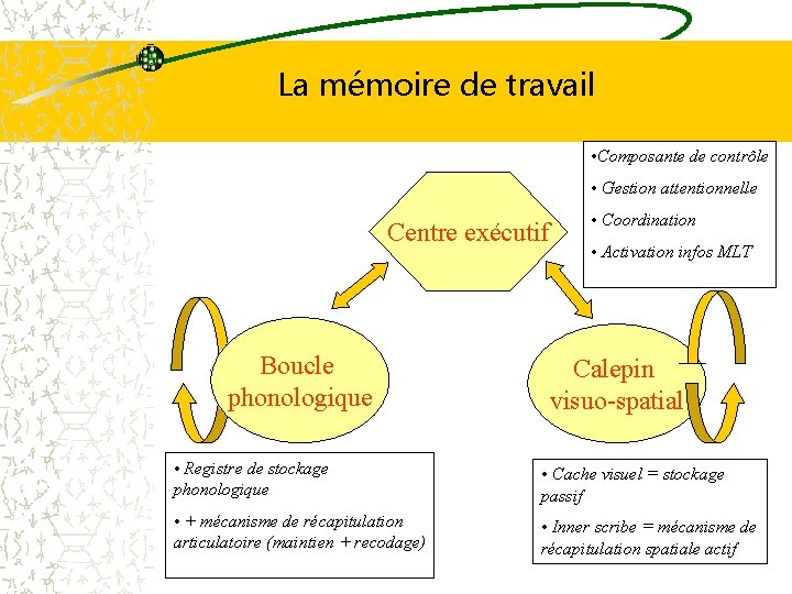La mémoire de travail • Composante de contrôle • Gestion attentionnelle Centre exécutif Boucle