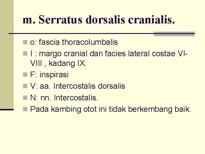 m. Serratus dorsalis cranialis. n o: fascia thoracolumbalis n I : margo cranial dan