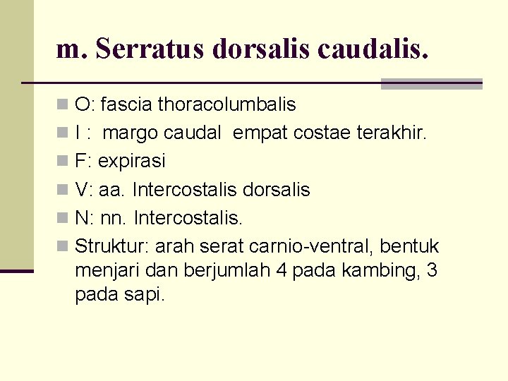 m. Serratus dorsalis caudalis. n O: fascia thoracolumbalis n I : margo caudal empat