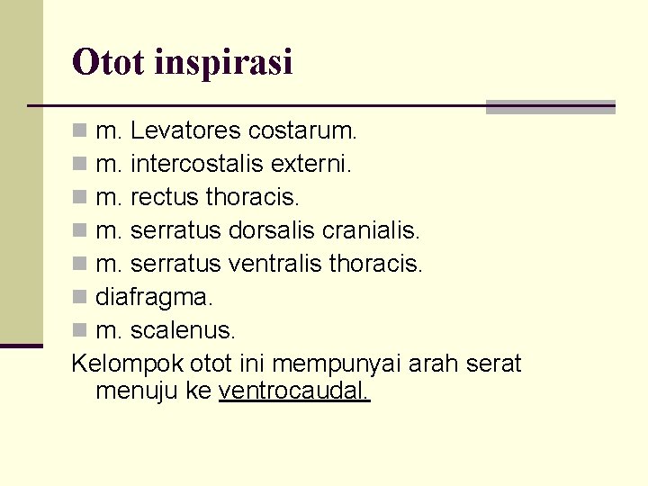 Otot inspirasi m. Levatores costarum. m. intercostalis externi. m. rectus thoracis. m. serratus dorsalis