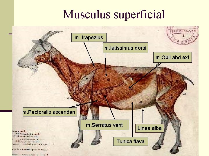 Musculus superficial m. trapezius m. latissimus dorsi m. Obli abd ext m. Pectoralis ascenden